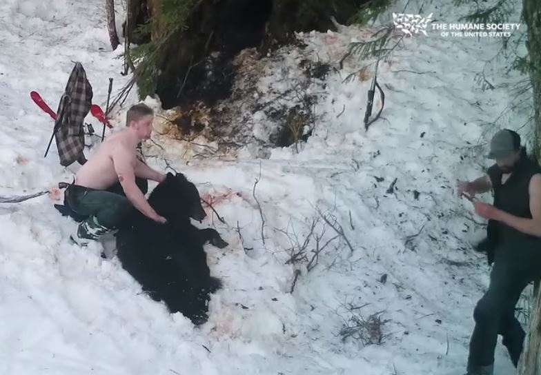 (VIDEO) Otac i sin ubili medvjedicu i njene mladunce, nijesu znali da je kamera sve snimila