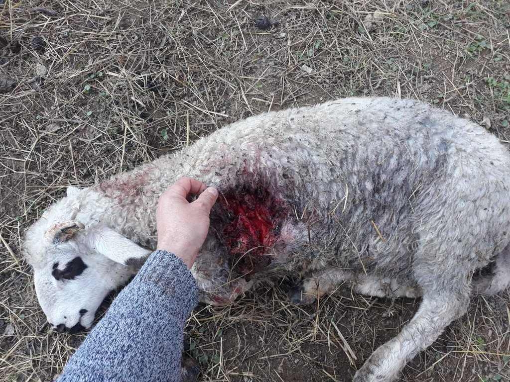 Bijelo Polje: Ponovo poharano stado ovaca porodice Merdović