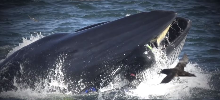 VIDEO: Snimao ribe, a onda se pojavio ogroman kit i umalo ga progutao