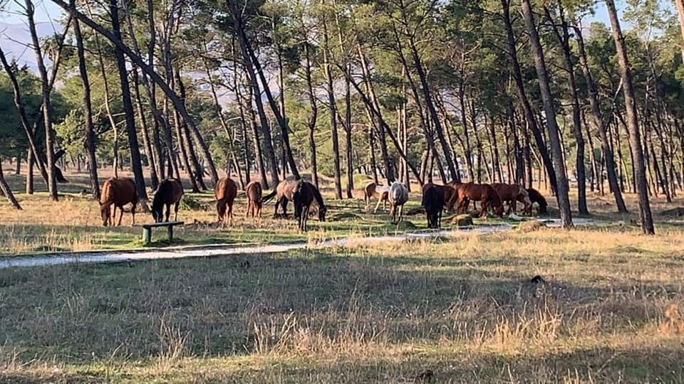 Komunalna policija kaznila nesavjesnog vlasnika konja