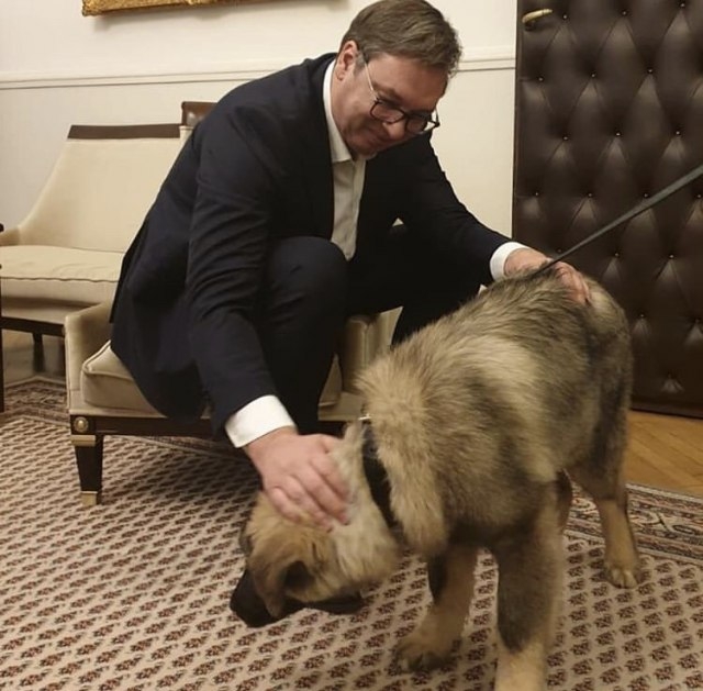 Predsjednici vole pse: Vučić za rođendan dobio šarplaninca Paka