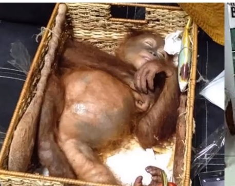 Rus priveden na Baliju: U koferu nosio drogiranog orangutana