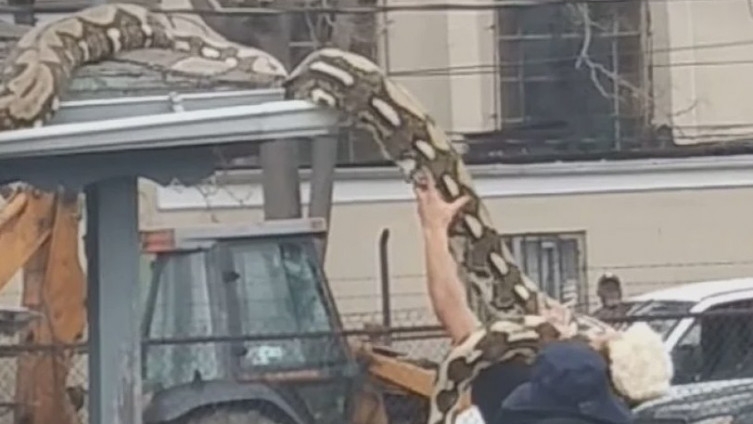 Ogromna zmija izazvala pravi haos na ulicama američkog grada