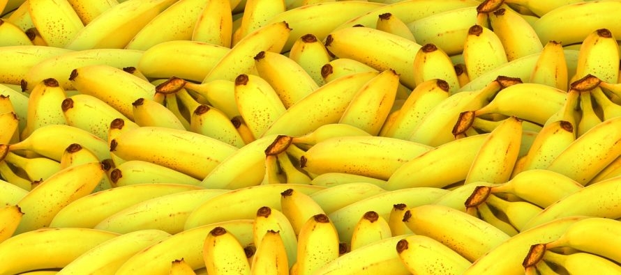 Stotine kilograma kokaina pronađeno među bananama u Njemačkoj, vrijednost droge 25 miliona