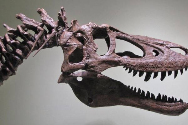 SKELET BEBE TIRANOSAURUSA NA PRODAJI