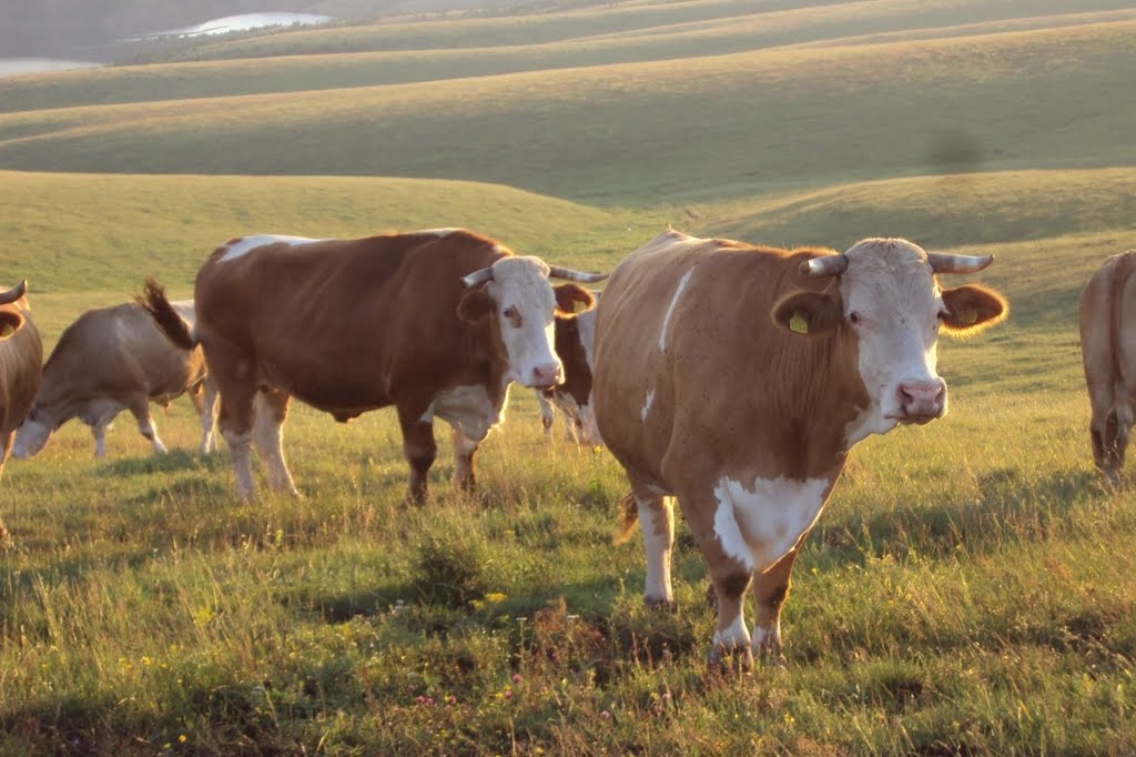 Počela vakcincija goveda i ovaca protiv bolesti plavog jezika