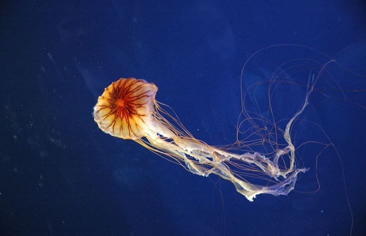 U Jadranskom moru primjećena meduza koja izaziva teške opekotine