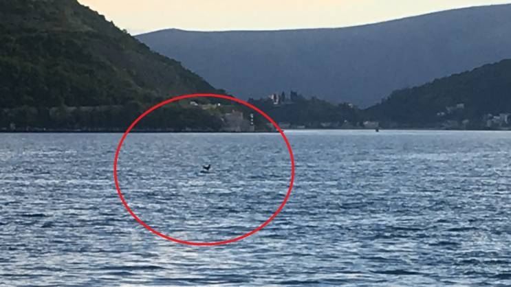 Udruženje Korina: “Opet pucano na živog kokota u Perastu, suprotno zakonu!”