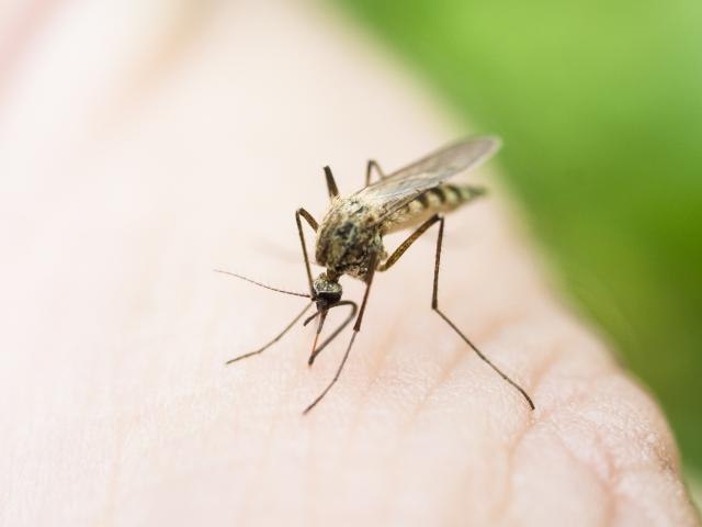 Stop ujedima komaraca: Prirodna sredstva koja ih odbijaju, a svi ih imamo u kući