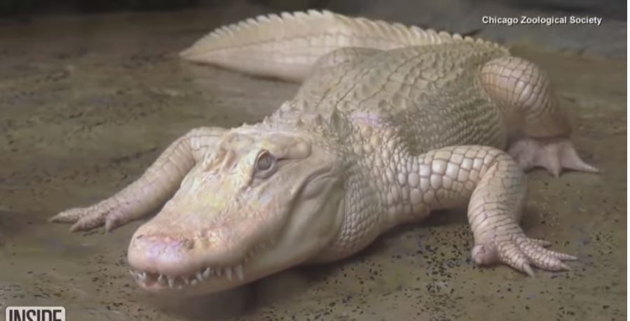Aligator Pahulja, je stigao u zoo vrt na ljetnji odmor