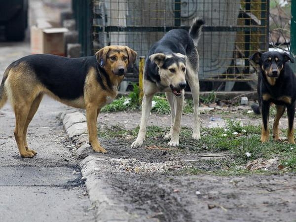 Svaka pomoć za 140 pasa u azilu je dobrodošla