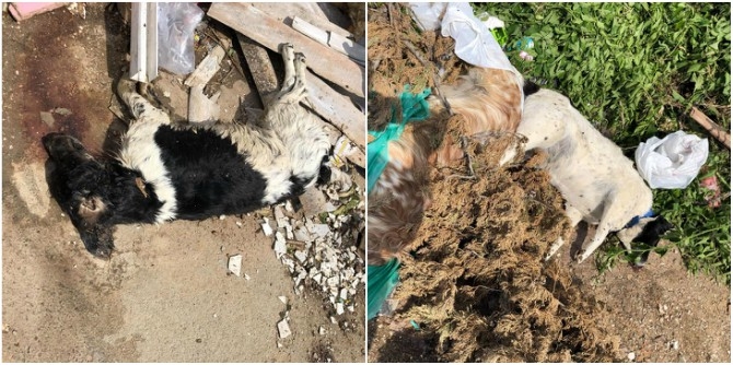 Uznemirujuće slike iz Čanja: Ubijeni psi ostavljeni pored kontejnera