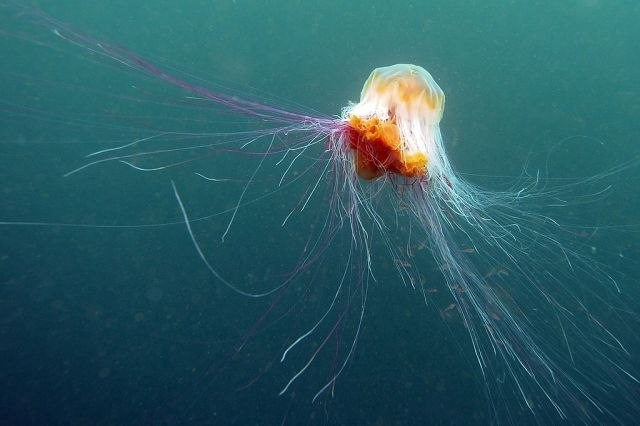 Žari i pali: U Jadranskom moru meduza koja izaziva teške opekotine