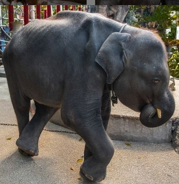 TUGA: Slonče umrlo kada je slomilo zadnje noge, jer ga je zoo vrt TJERAO DA PLEŠE ZA TURISTE