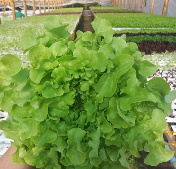 Zelena salata, kako se priprema i zašto je tako zdrava…