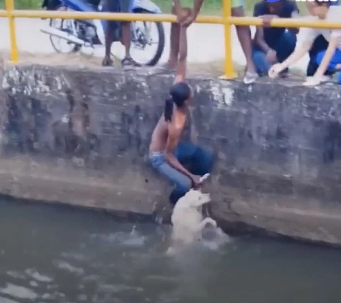 VIDEO: Hrabri dječak spasio psa koji se skoro utopio u kanalu