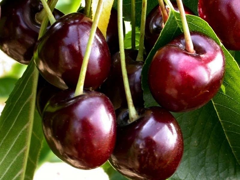 Rodna godina loše počela: Voćari na gubitku, stradale trešnje, jagode i maline