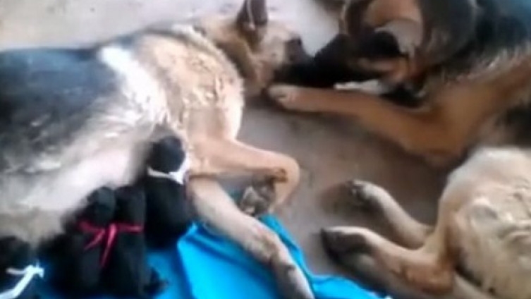 VIDEO: Mužjak njemačkog ovčara ljubi ženku nakon što se oštenila