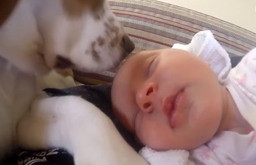 VIDEO: Tokom trudnoće pazio je na vlasnicu,a kada je prvi put video bebu…
