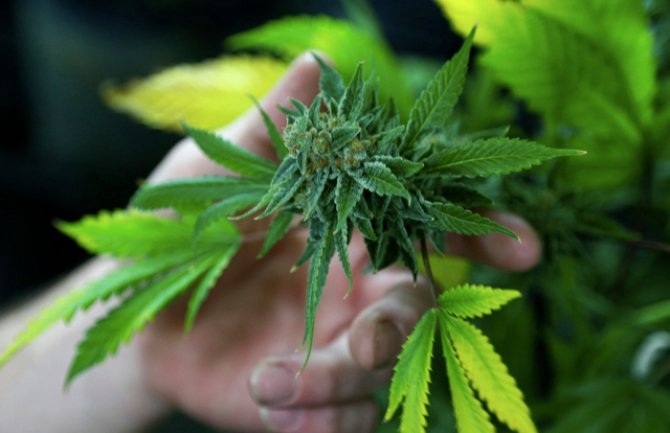 Nakon legalizacije marihuane Kolorado bogatiji za milijardu dolara