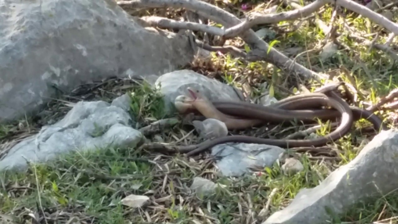 VIDEO: U ovom gradu trenutno se pari 70 hiljada zmija