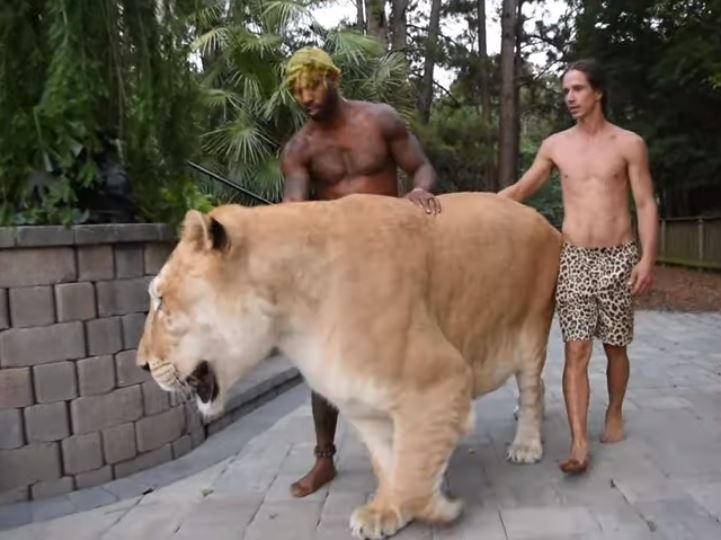 I LAV I TIGAR: Apolo ima 319 kg, a može da pojede sve što mu je na vidiku (VIDEO)