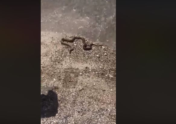 VIDEO: Zmija na plaži u Buljaricama