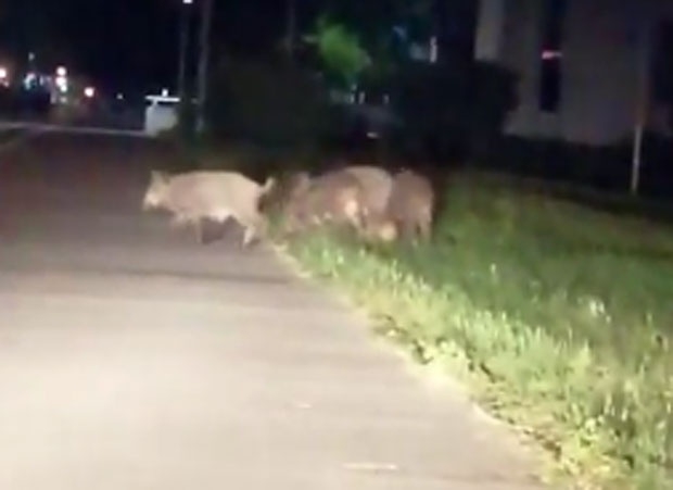 NEVJEROVATNO: Divlje svinje u Novom Beogradu (VIDEO)