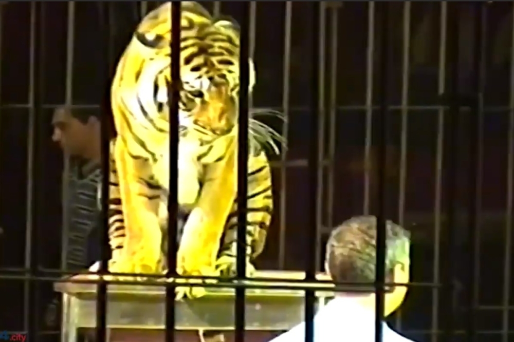 VIDEO- Horor u cirkusu na jugu Italije: Četiri tigra na probi izmasakrirala poznatog trenera!