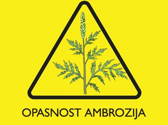 “Župa u srcu” započela projekat ”Opasnost ambrozija”