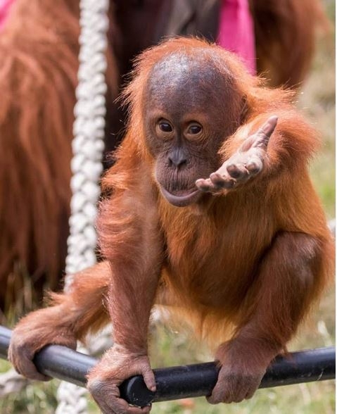 PRED IZUMIRANJEM: Proizvodnja palminog ulja uništava orangutane