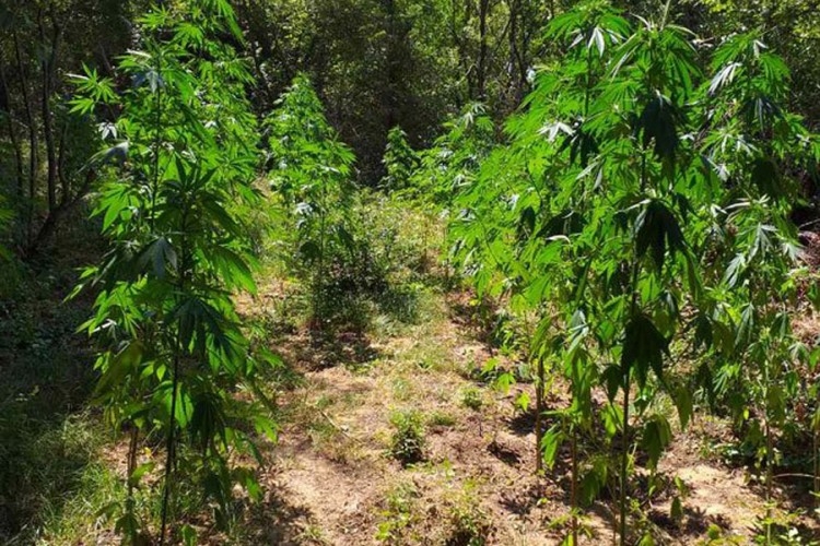Pronađena plantaža marihuane u Trebinju, uhapšeni stric i bratanić!