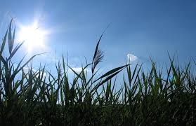 Sjutra sunčano i veoma toplo, temperatura do 38 stepeni