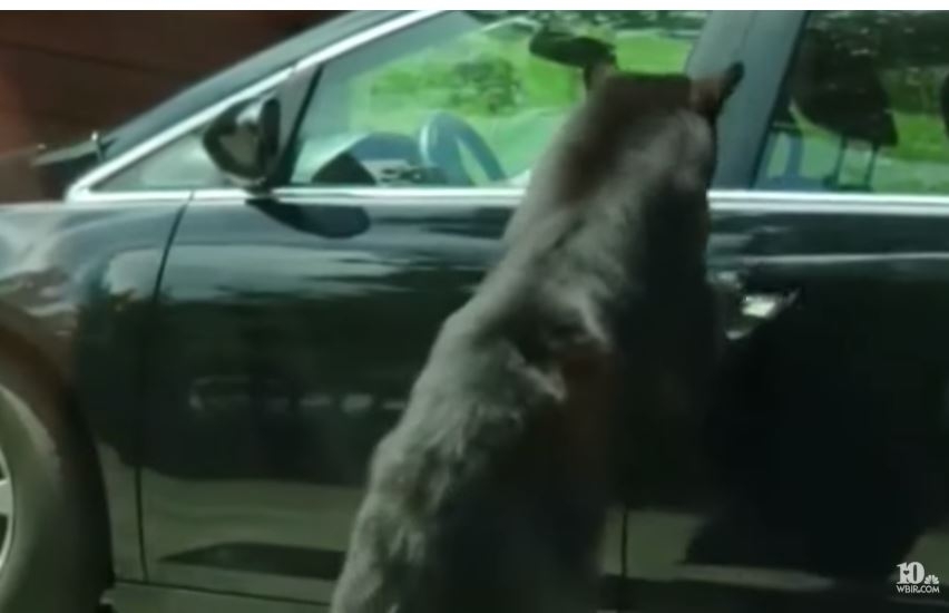 VIDEO: Medvjedica otvara vrata kao čovjek