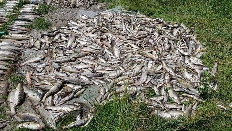Zastrasujuće! Ovako izgleda pomor ribe iz Čehotine