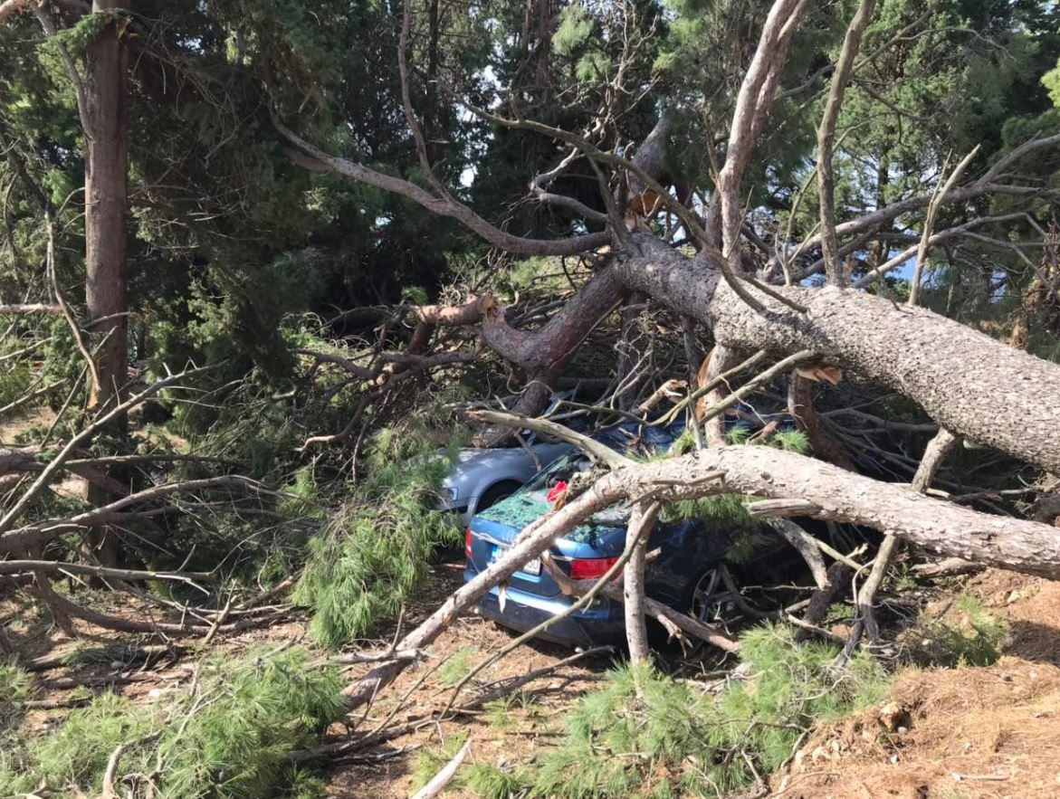 Olujni vjetar u Ulcinju lomio stabla koja u padala po automobilima, haotično na Velikoj plaži