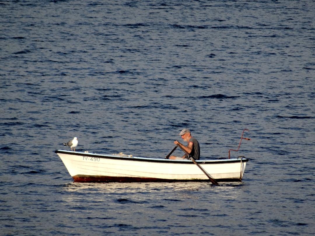 Galebovi Kata i Marko se već 15 godina ne odvajaju od ribara Rista iz Boke: Za ovu neobičnu družinu čulo se čak do Japana