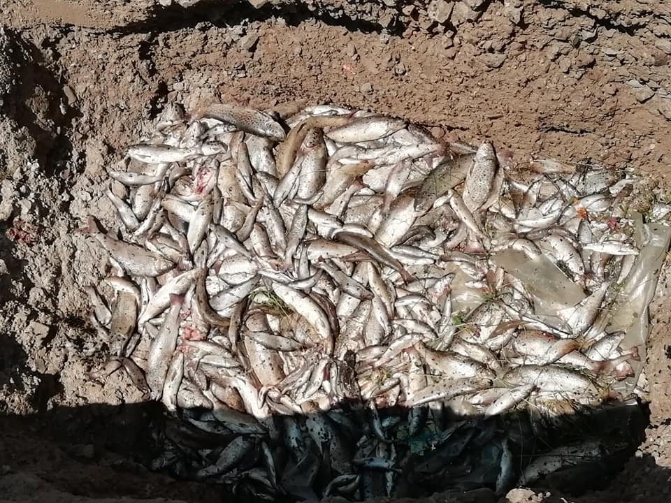 Pomor ribe krivično djelo, a ne prekršaj