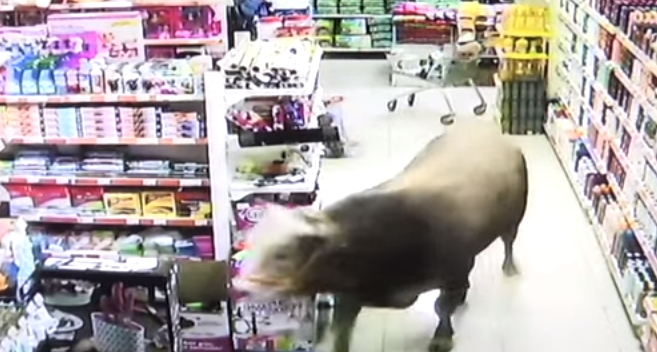 (VIDEO) Nesvakidašnji prizor: Bik od 750 kg napravio haos u tržnom centru
