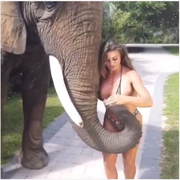 VIDEO: Manekenka htjela sa se slika sa slonom: Ovo sigurno nije očekivala