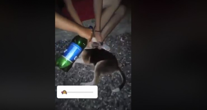 Zlostavljali psa u Kotoru i sve to snimili: Tužilac ne vidi ništa sporno, počinioce oslobodio odgovornosti
