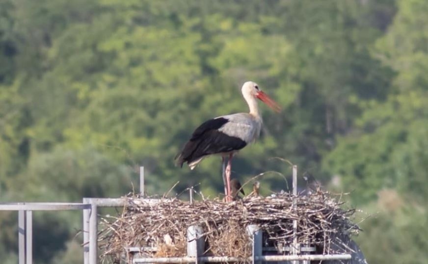 Ubijene rode sa Mareze, ptići ostali bez roditelja