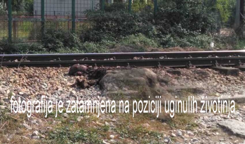 Tuga: Krava i petoro teladi nastradali na pružnom prelazu u Baru