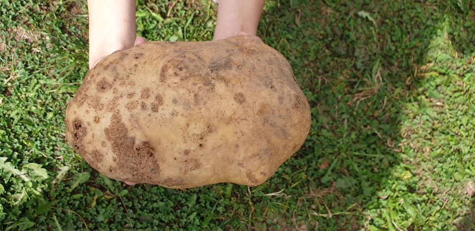 Nevjerovatno: Pljevljak iskopao krompir težak 1,2 kg!