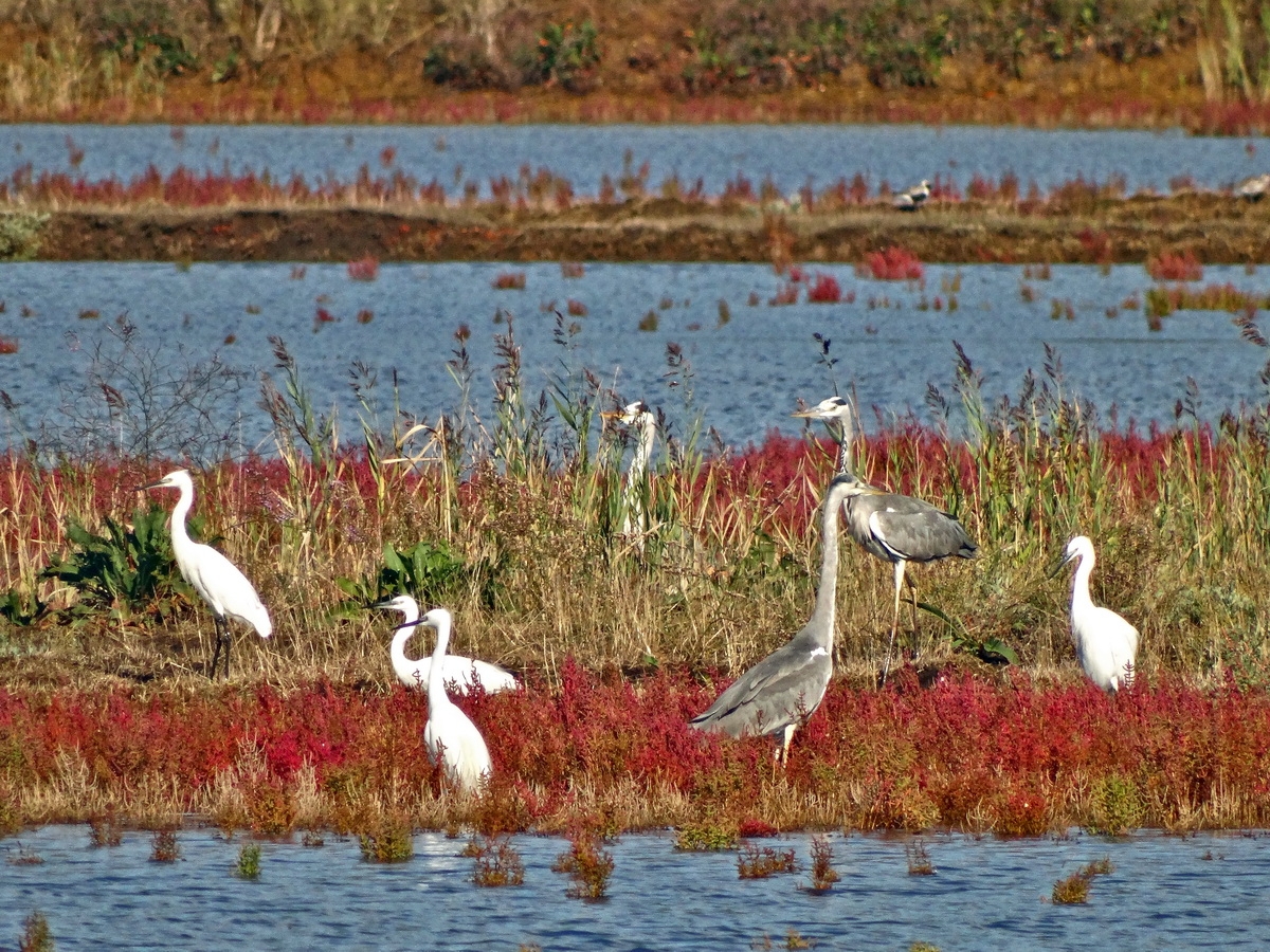 Ulcinjska Solana treće Ramsar područje u Crnoj Gori