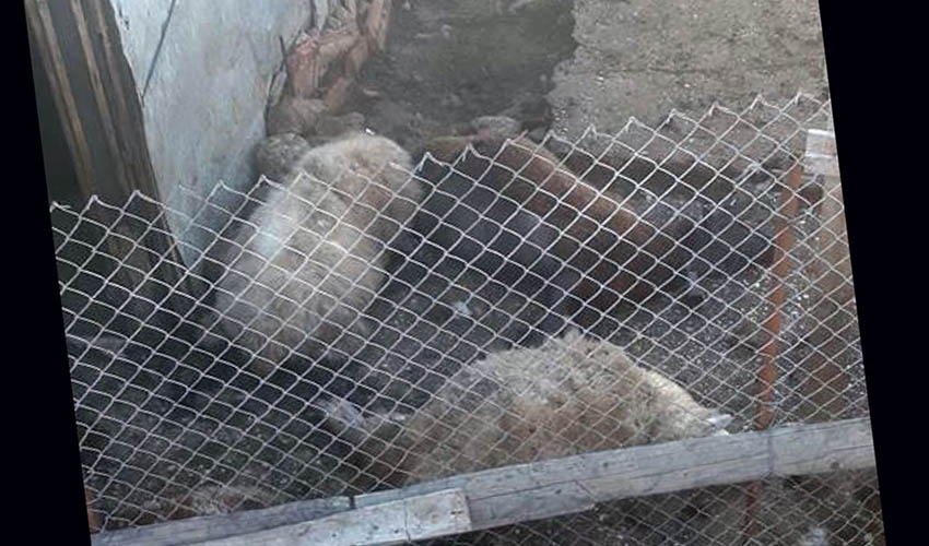 Uznemirujuće: Pit bulovi zaklali ovce u Baru