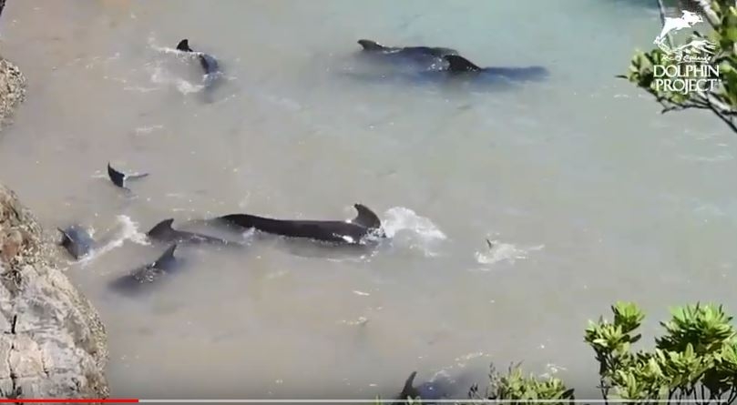 Tužan VIDEO: Delfini “tješili” jedni druge prije smrti