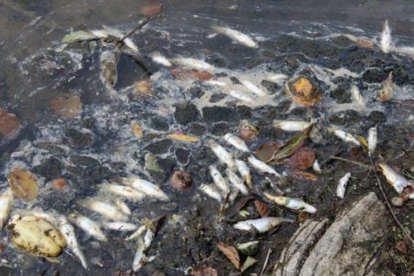 Pomor ribe u Limu: Pregledaće se fabrička postrojenja i magacini pored rijeke