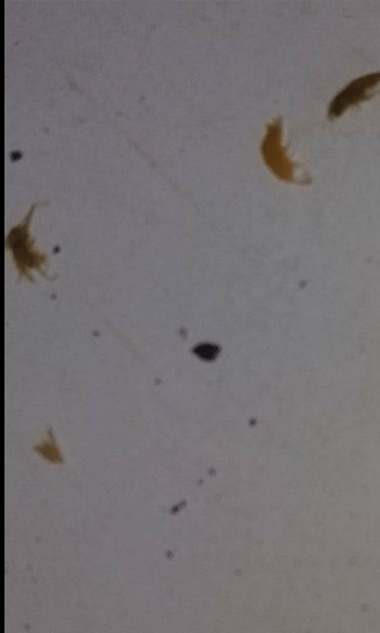 Pljevlja: U vodi iz vodovoda “Breznica” insekti!