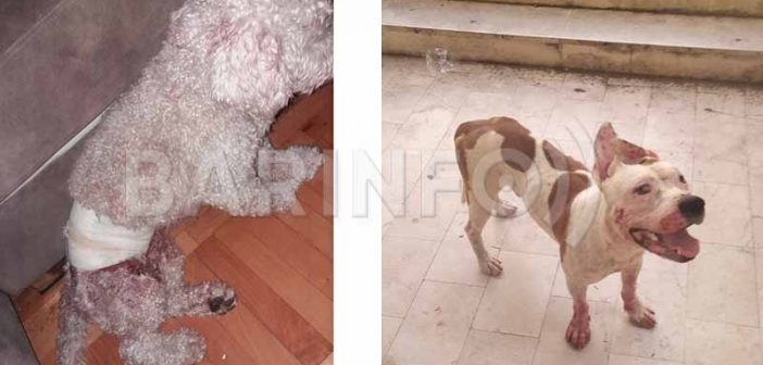 Bar: Pitbul lutalica napao djecu i njihovog ljubimca